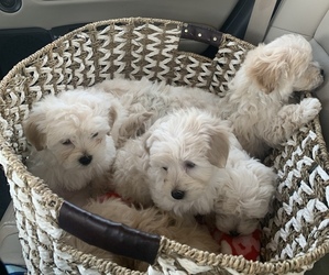 Maltipoo Puppy for sale in SPRING LAKE, NC, USA