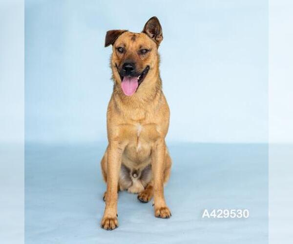Medium Photo #1 Black Mouth Cur-Unknown Mix Puppy For Sale in Conroe, TX, USA