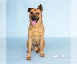 Black Mouth Cur-Unknown Mix Dogs for adoption in Conroe, TX, USA