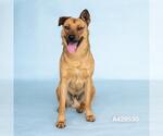 Small Black Mouth Cur Mix