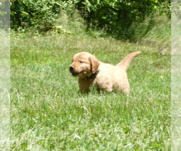 Medium Photo #3 Golden Retriever Puppy For Sale in WOLCOTT, VT, USA