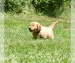 Small #2 Golden Retriever