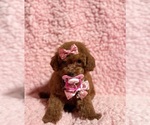 Image preview for Ad Listing. Nickname: Princess AKC