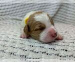 Puppy Puppy 2 Brittany
