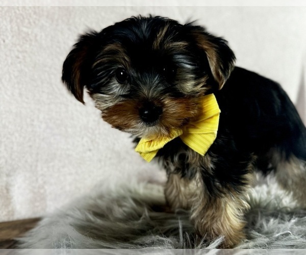 Medium Photo #4 Yorkshire Terrier Puppy For Sale in NAPPANEE, IN, USA