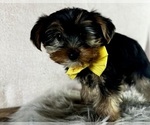 Small #3 Yorkshire Terrier
