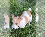 Small Photo #2 Jack Russell Terrier Puppy For Sale in FREEMAN, MO, USA