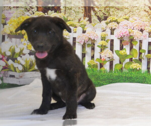 Medium Photo #1 German Shepherd Dog-Unknown Mix Puppy For Sale in Oroville, CA, USA