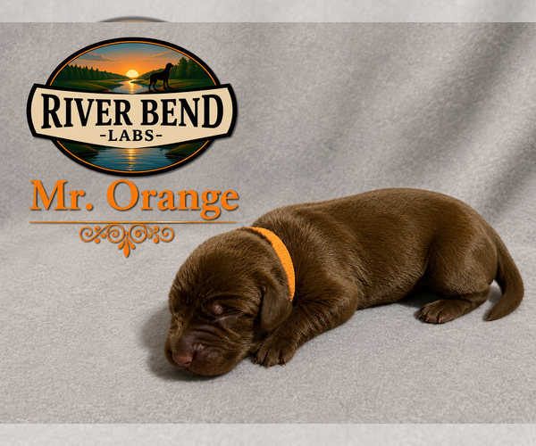 Medium Photo #1 Labrador Retriever Puppy For Sale in WHITNEY, TX, USA