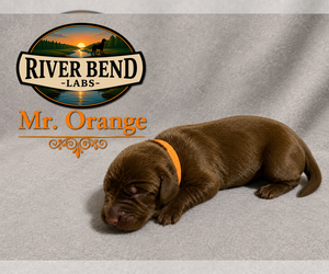 Medium Labrador Retriever