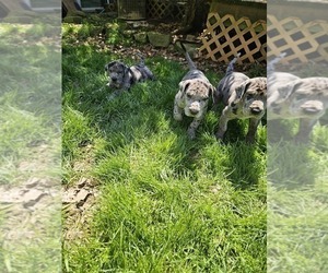 Great Dane Puppy for sale in WARSAW, OH, USA