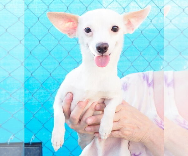 Medium Photo #3 Chihuahua-Unknown Mix Puppy For Sale in Phoenix, AZ, USA