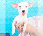 Small #2 Chihuahua Mix