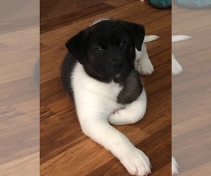 Akita Puppy for sale in BEAVERTON, OR, USA