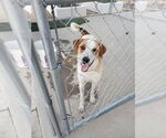 Small #1 Collie-Labrador Retriever Mix
