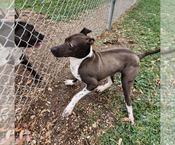 Medium Photo #7 Mutt Puppy For Sale in Rockaway, NJ, USA