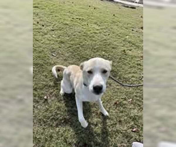 Medium Photo #8 Mutt Puppy For Sale in Rowlett, TX, USA