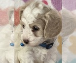 Small #2 Cavapoo