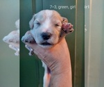 Small Photo #79 Bordoodle Puppy For Sale in COPPERAS COVE, TX, USA