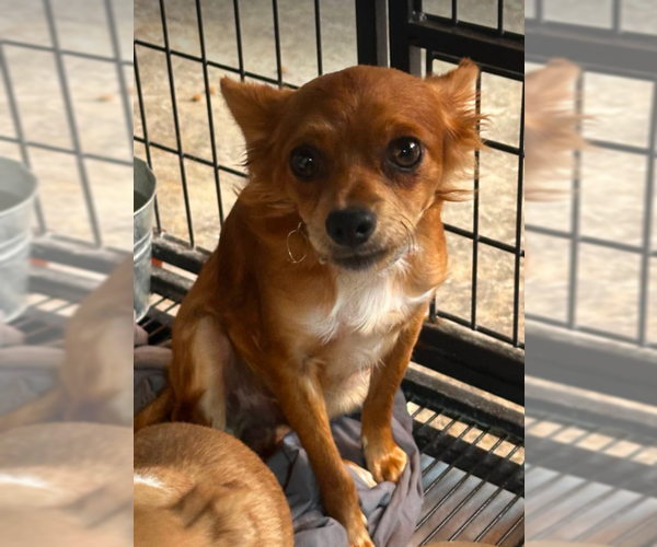 Medium Photo #3 Chihuahua-Unknown Mix Puppy For Sale in Cranston, RI, USA