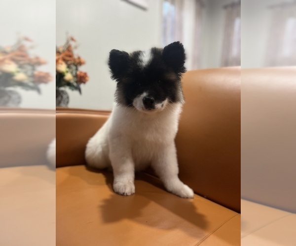 Medium Photo #1 Akita Puppy For Sale in SOMERSET, NJ, USA