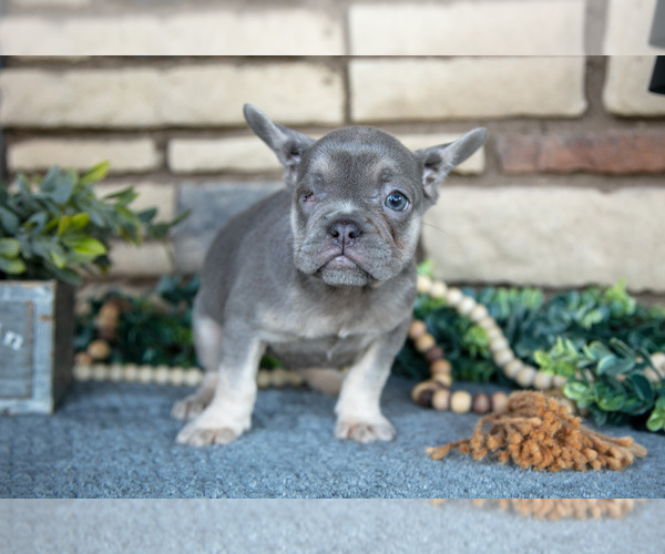 Medium Photo #3 French Bulldog Puppy For Sale in SUGARCREEK, OH, USA