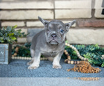Small Photo #3 French Bulldog Puppy For Sale in SUGARCREEK, OH, USA