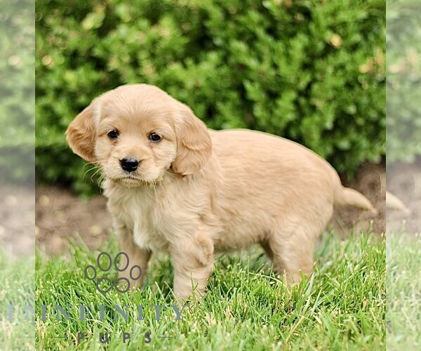 Medium Photo #3 Golden Retriever Puppy For Sale in STRASBURG, PA, USA