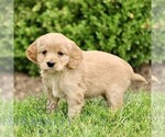 Small #2 Golden Retriever