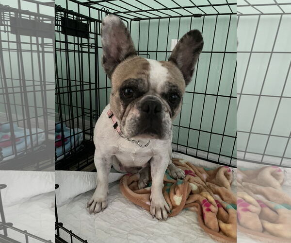 Medium Photo #1 French Bulldog Puppy For Sale in Valrico, FL, USA