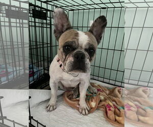 French Bulldog Dogs for adoption in Valrico, FL, USA