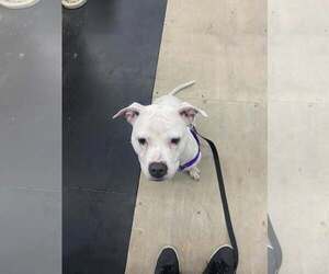 Cortina - Female Mutt Dog for Adoption - Photo #9