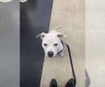 Small Photo #9 Mutt Puppy For Sale in Crete, IL, USA