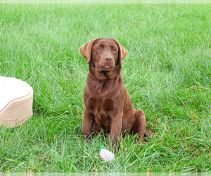 Labrador Retriever Puppy for sale in SYRACUSE, IN, USA