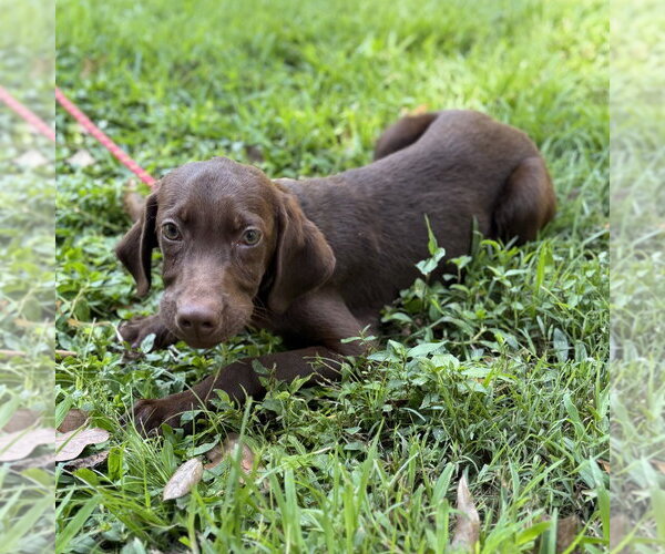 Medium Photo #4 - Mix Puppy For Sale in Yardley, PA, USA