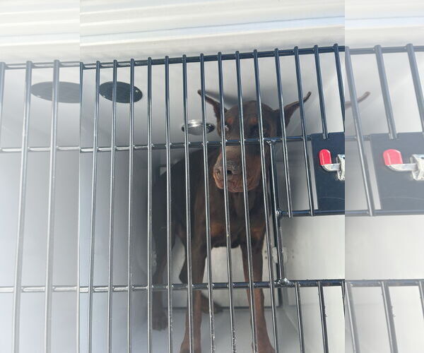 Medium Photo #1 Doberman Pinscher Puppy For Sale in Virginia Beach, VA, USA