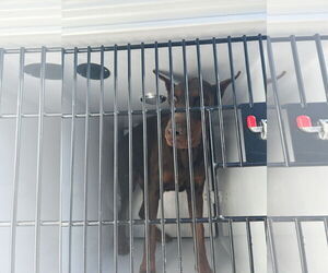 Doberman Pinscher Dogs for adoption in Virginia Beach, VA, USA