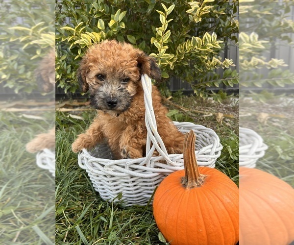Medium Photo #3 Poodle (Miniature)-Whoodle Mix Puppy For Sale in MIDDLEBURY, IN, USA