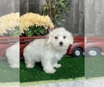 Small #2 Coton de Tulear