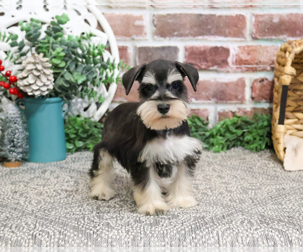 Medium Photo #4 Schnauzer (Miniature) Puppy For Sale in SYRACUSE, IN, USA