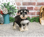 Small #3 Schnauzer (Miniature)