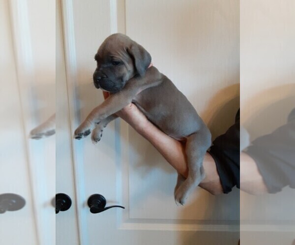 Full screen Photo #3 Cane Corso Puppy For Sale in APPLE VALLEY, CA, USA