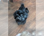 Small Shih Tzu