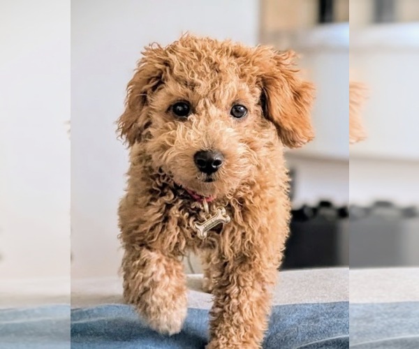 Medium Photo #1 Cock-A-Poo Puppy For Sale in ELGIN, TX, USA