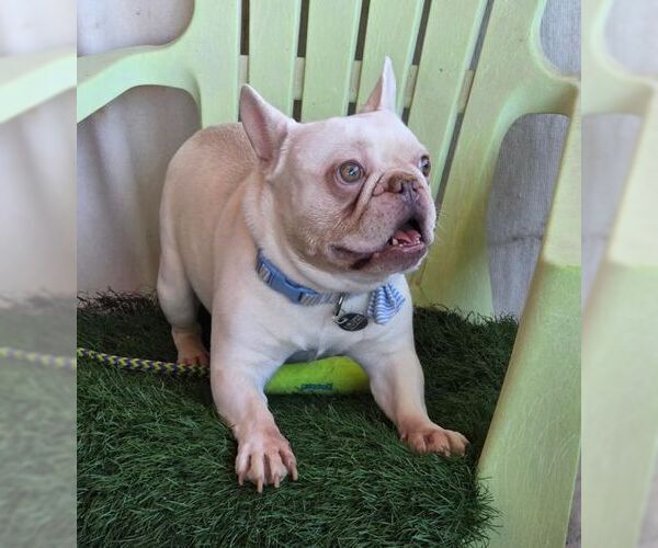 Medium Photo #2 French Bulldog Puppy For Sale in Tustin, CA, USA