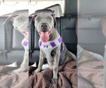 Small #8 American Pit Bull Terrier-German Shepherd Dog Mix