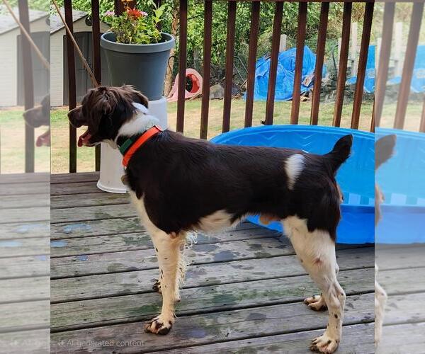 Medium Photo #3 Brittany Puppy For Sale in Curwensville, PA, USA