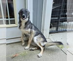 Small #1 German Shepherd Dog Mix