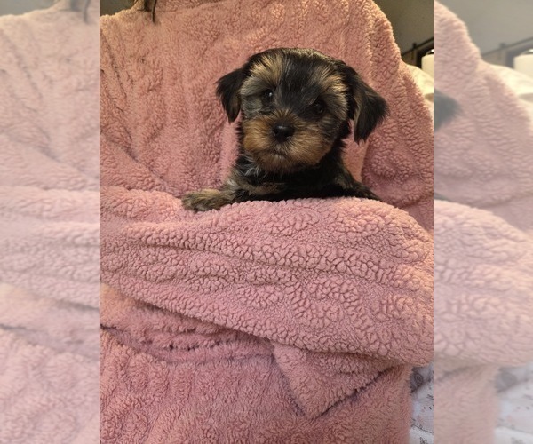 Medium Photo #29 Yorkshire Terrier Puppy For Sale in RHOADESVILLE, VA, USA