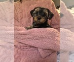 Small Photo #29 Yorkshire Terrier Puppy For Sale in RHOADESVILLE, VA, USA